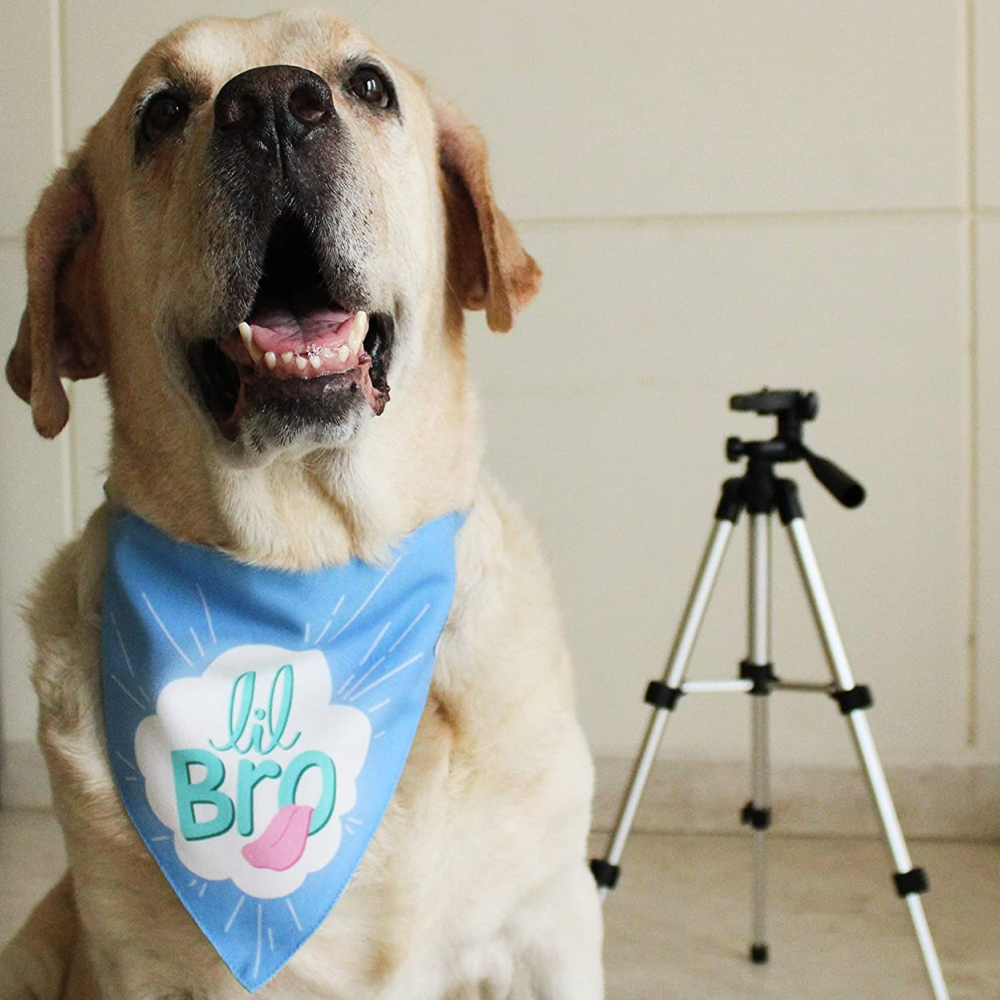Lana Paws Little Bro Adjustable Dog Bandana/Scarf (Blue)