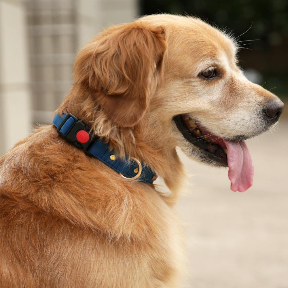 Mutt of Course Collar for Dogs (Blueberry)