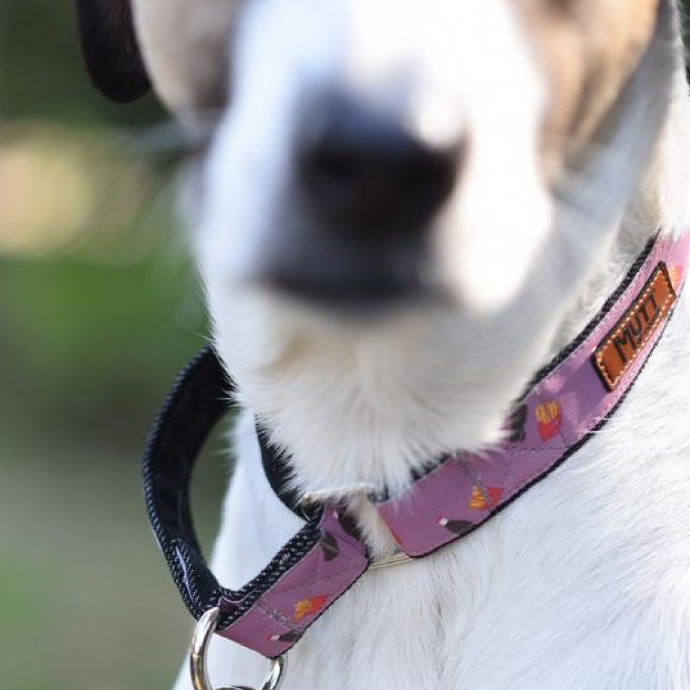 Mutt of Course Cola & Fries Martingale Collar for Dogs