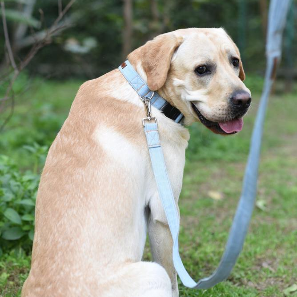 Mutt of Course Denim Leash for Dogs (Light Blue)