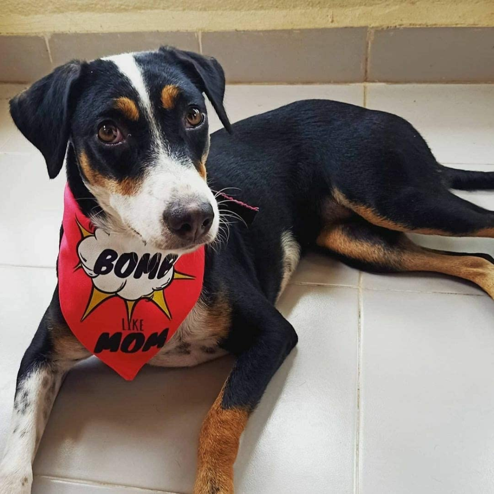 Lana Paws Bomb Like Mom Adjustable Dog Bandana/Scarf (Pink)