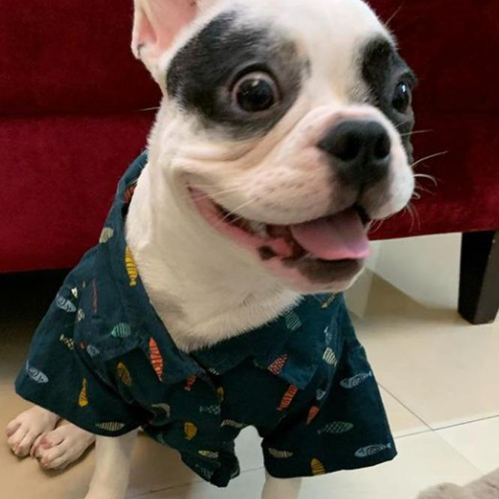Mutt of Course Fishes In The Sea Shirt For Dogs