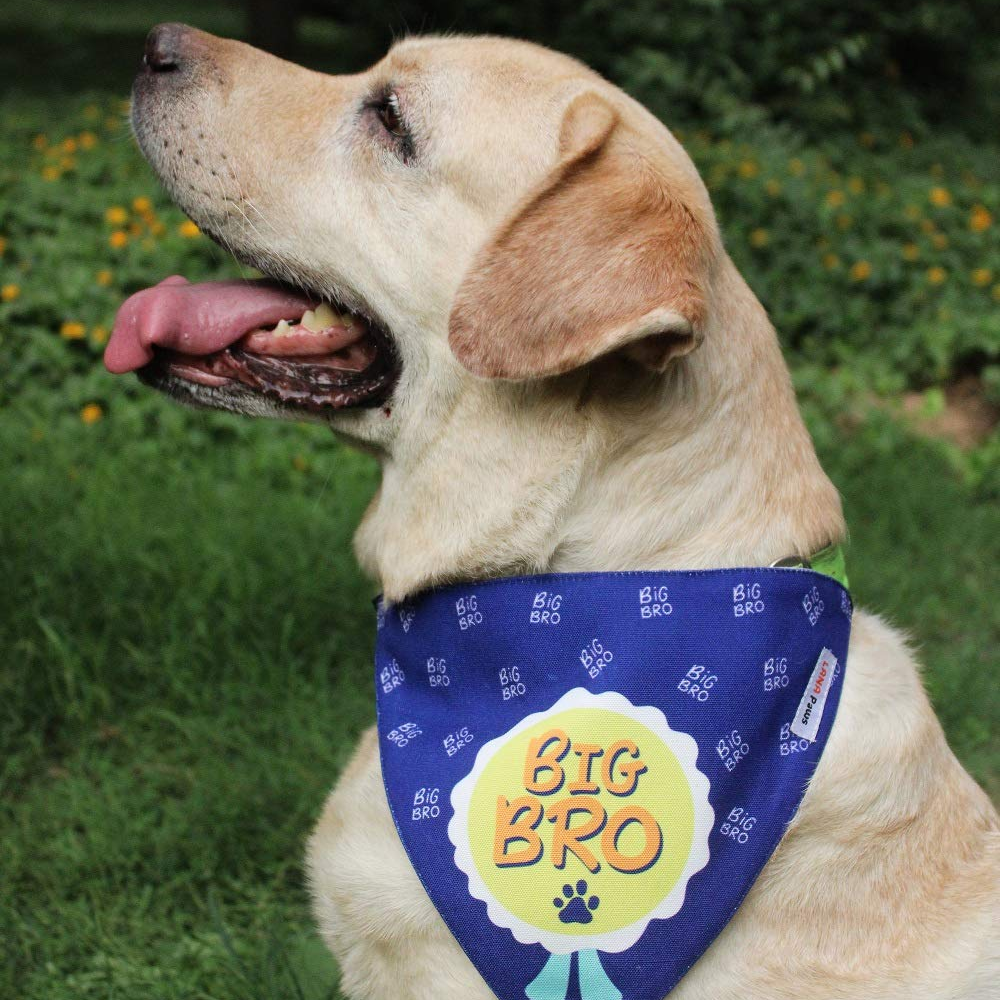 Lana Paws Big Bro Adjustable Dog Bandana/ Scarf (Blue)