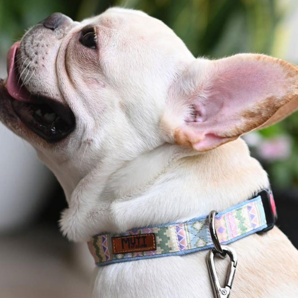 Mutt of Course Aztec Collar for Dogs