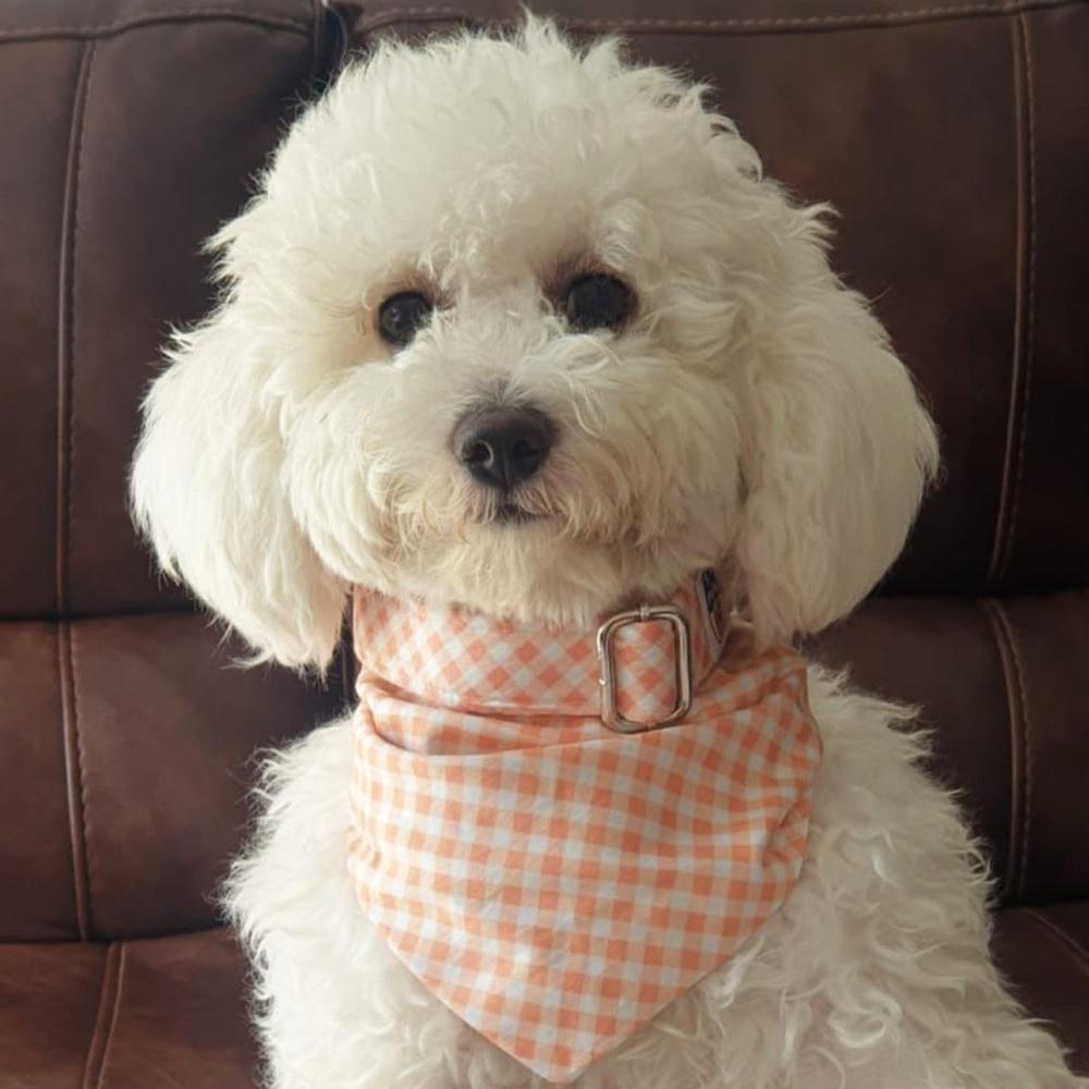 Pet Feast Checkered Collar And Bandana Sets For Dogs (Pink)