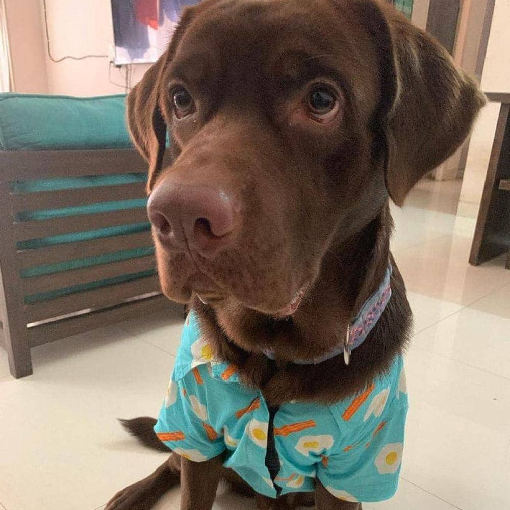 Mutt of Course Eggs N Bacon Shirt For Dogs