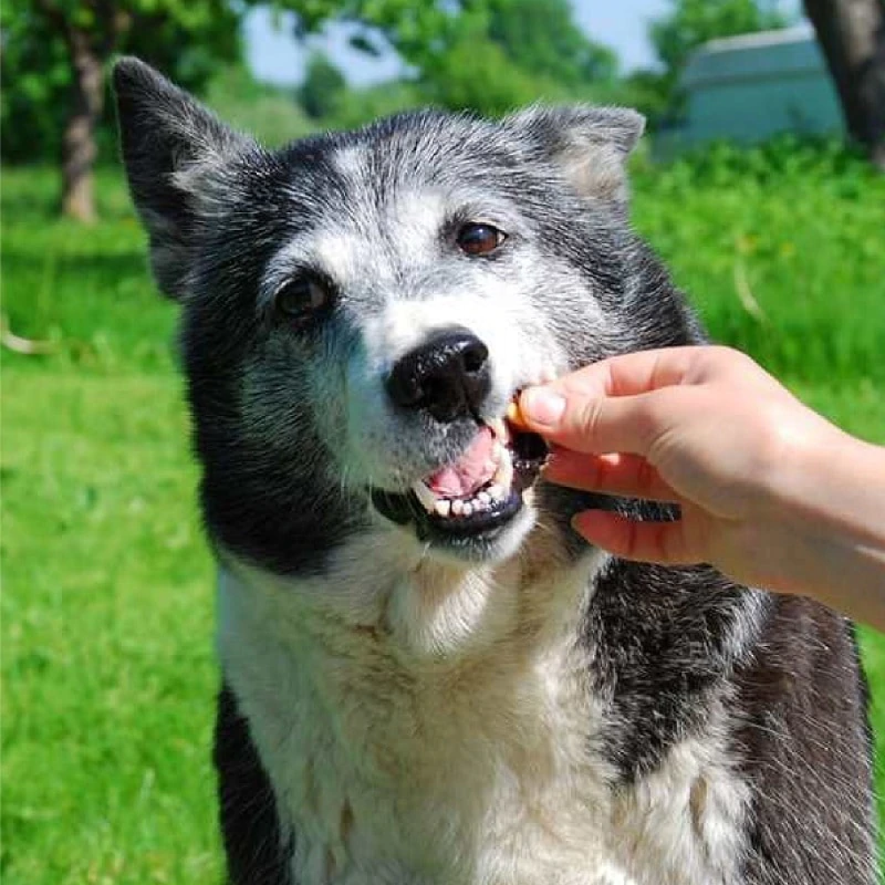 Goofy Tails Minty Fresh Milk & Mint Biscuit Treats for Dogs & Puppies