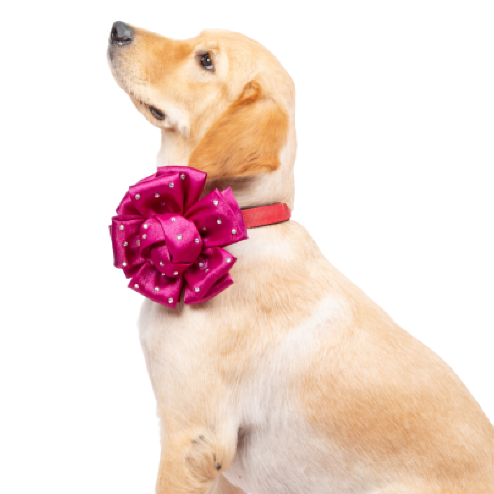 Up4pets Flower Bowtie for Dogs (Purple)