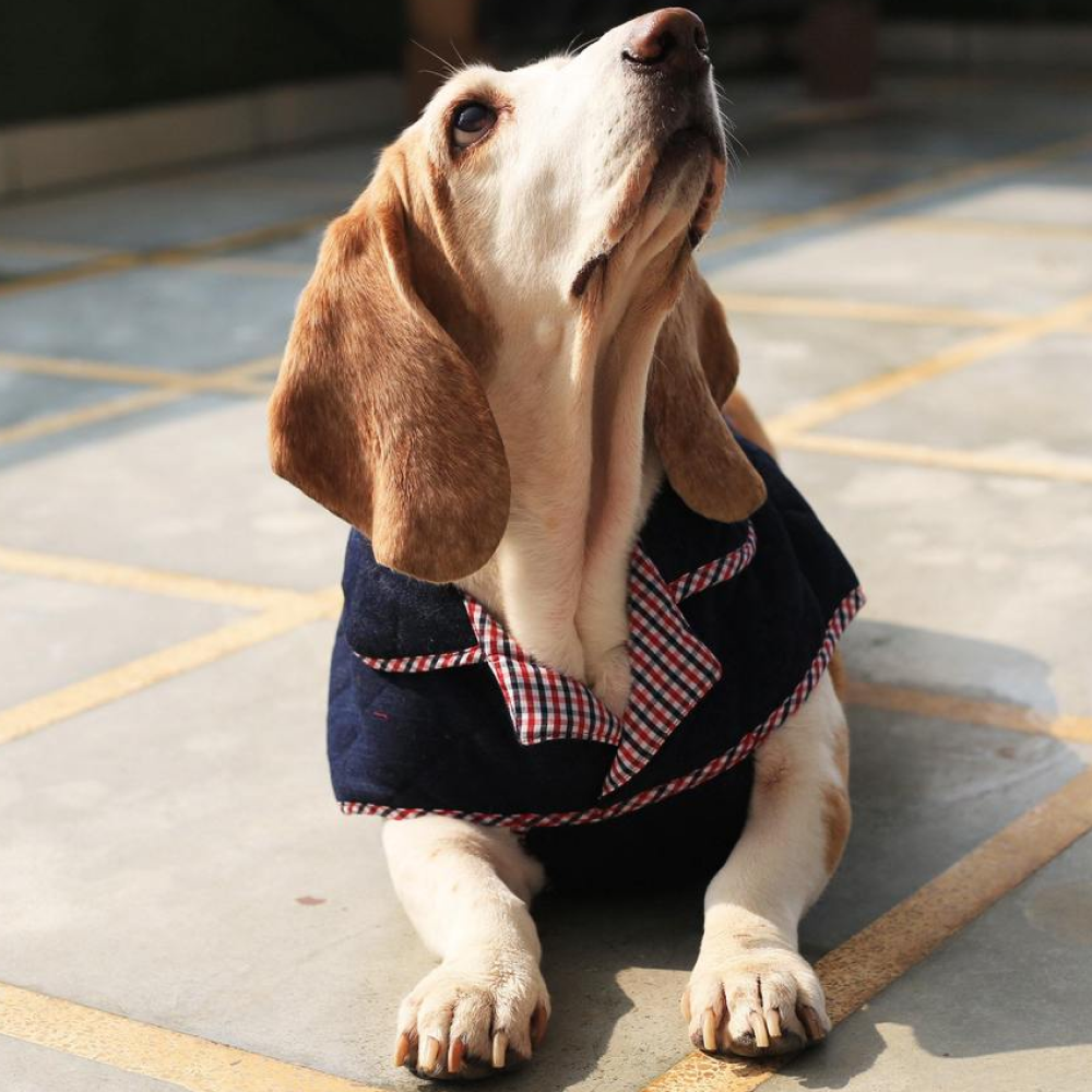 Mutt of Course Dark Denim Jacket For Dogs