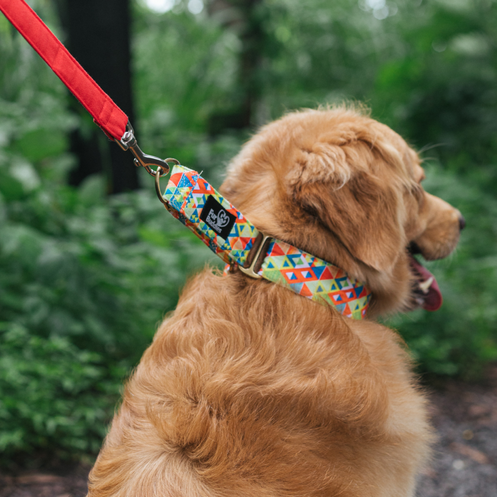FurBuddies Viva La Vibrance Martingale Collar for Dogs