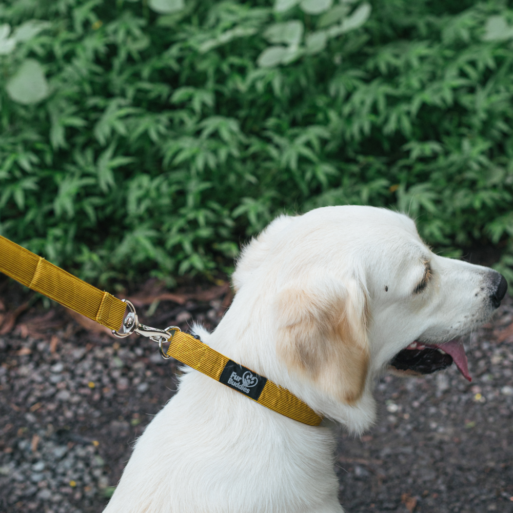 FurBuddies Collar & Leash Set for Dogs (Dandelion Yellow)