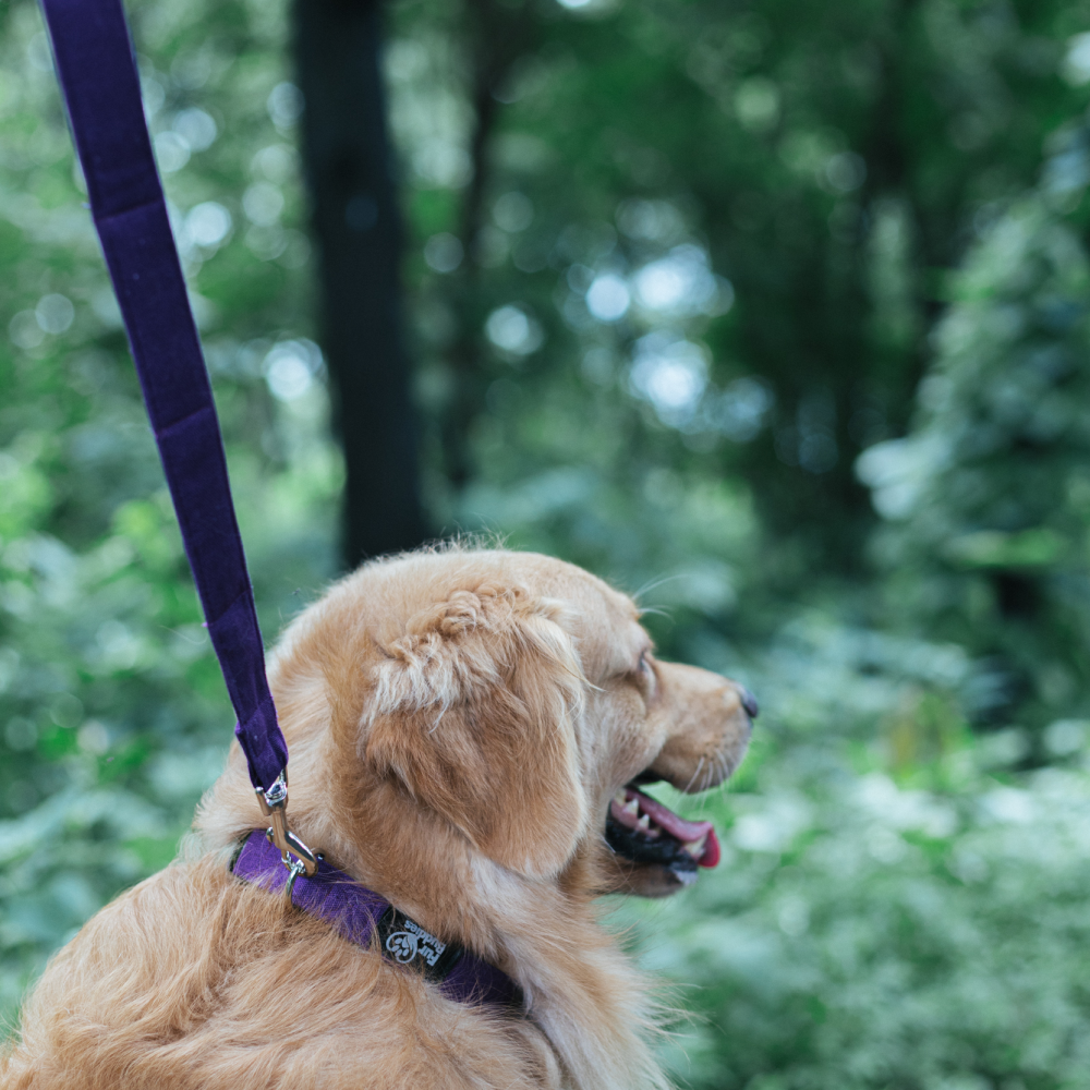 FurBuddies Amethyst Dream Collar & Leash Set for Dogs