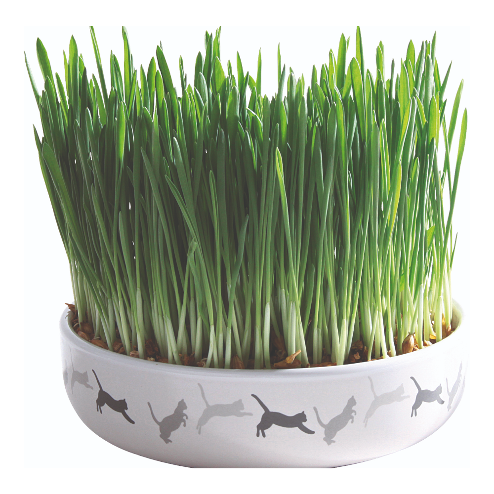 Trixie Ceramic Bowl with Cat Grass for Cats
