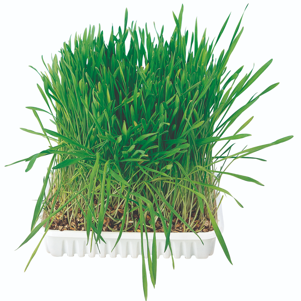Trixie Cat Grass Bag for Cats