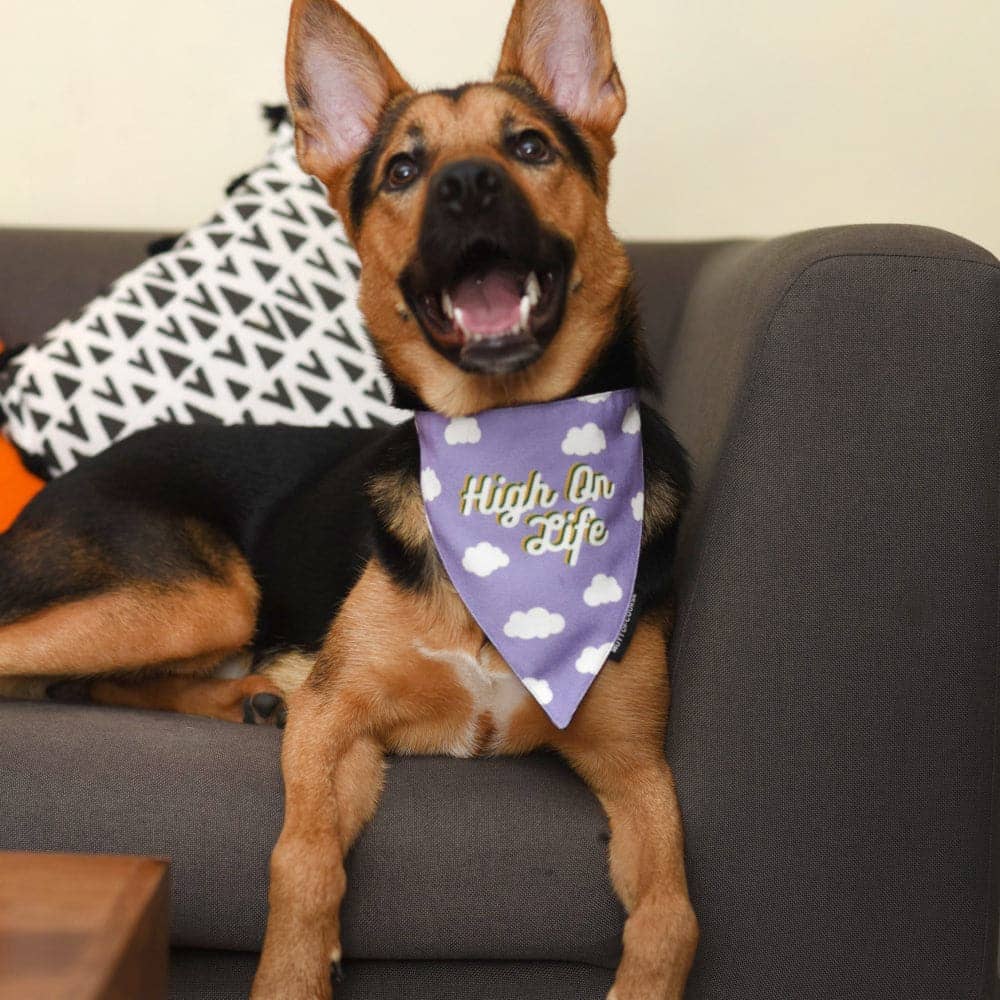 Mutt of Course Cotton High On Life Bandana For Dogs
