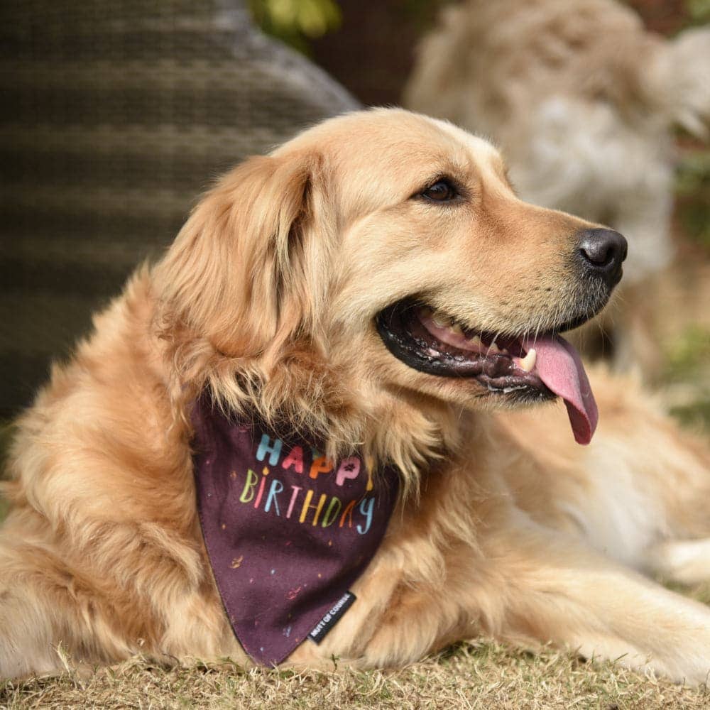 Mutt of Course Cotton Happy Birthday Bandana For Dogs