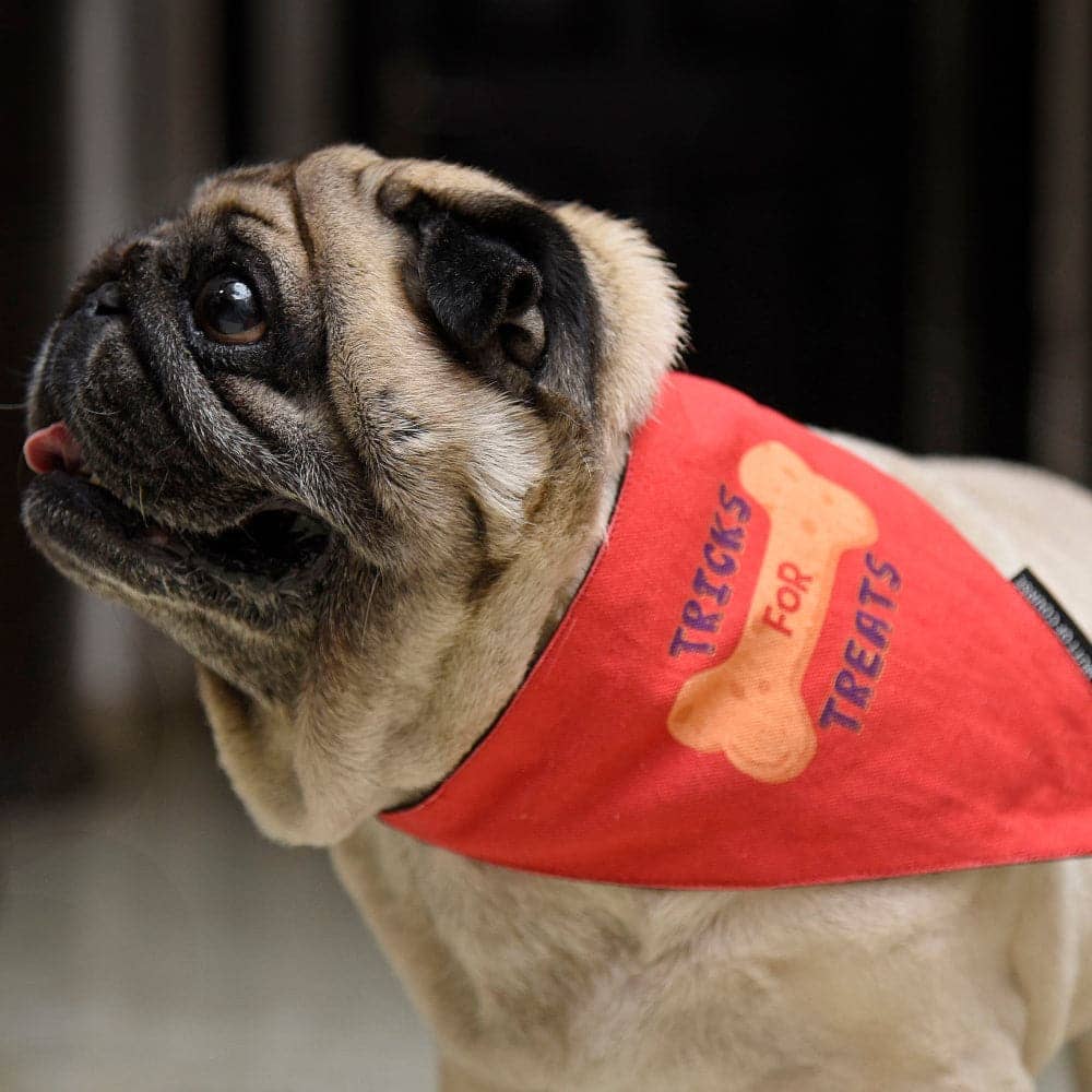 Mutt of Course Cotton Trick For Treats Bandana For Dogs