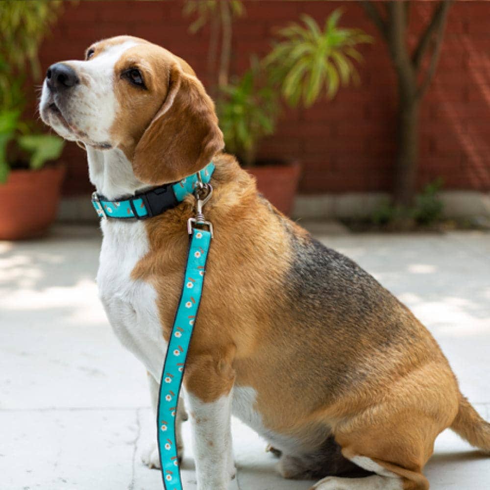 Mutt of Course Egg & Bacon Leash for Dogs