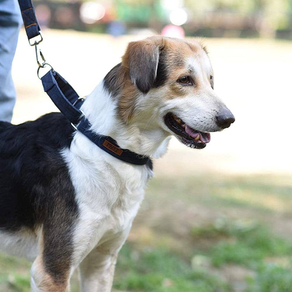 Mutt of Course Denim Dog Martingale Collar(Dark Blue)