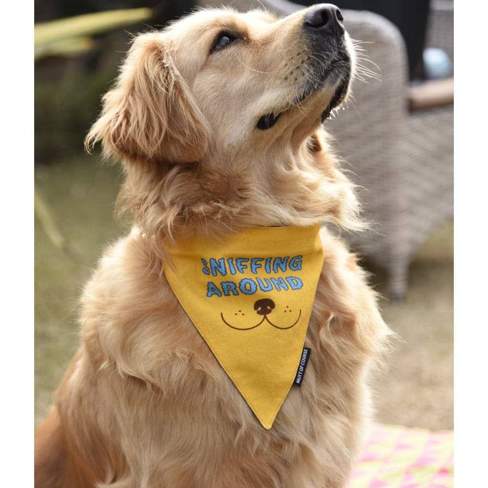 Mutt of Course Cotton Sniffing Around Bandana For Dogs