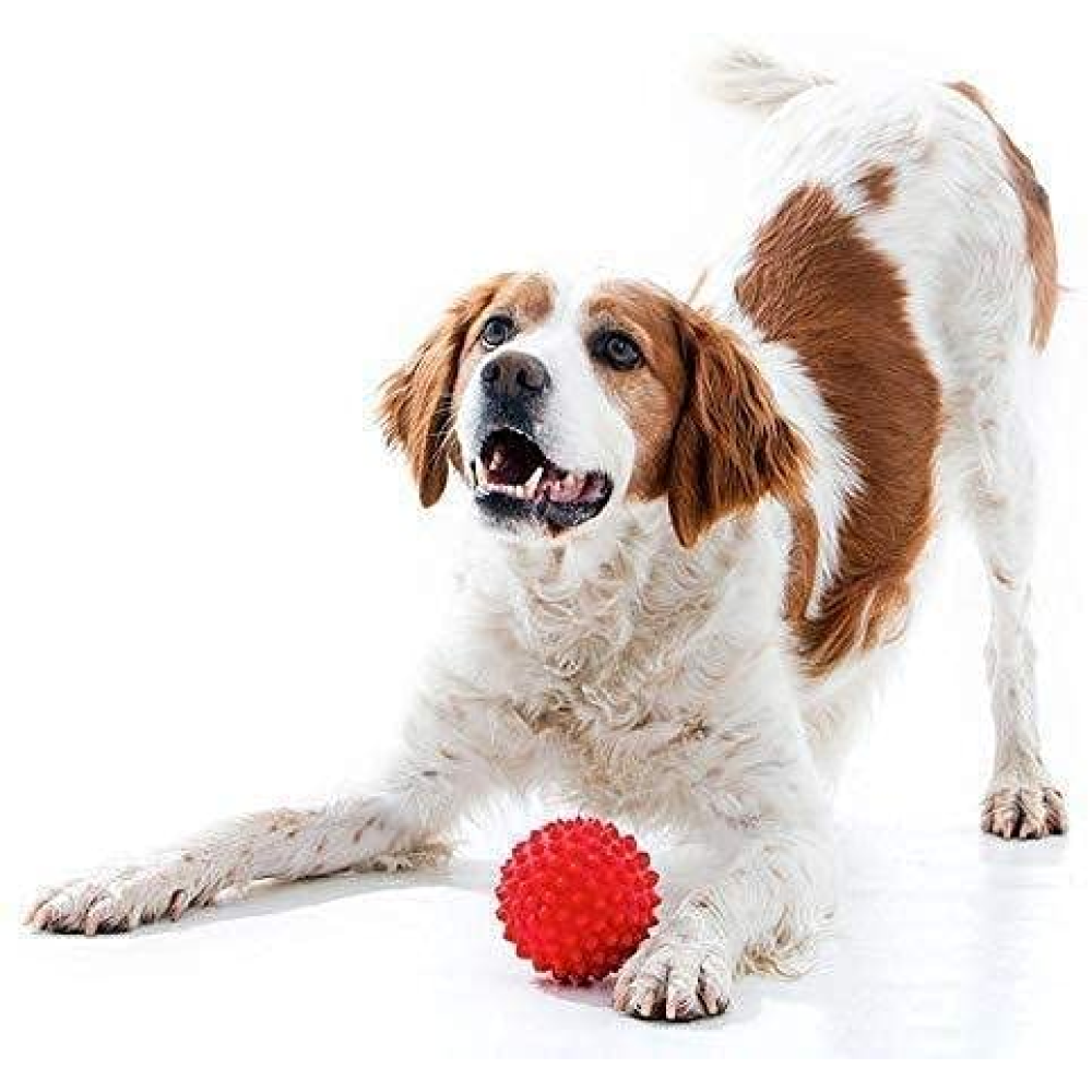 Kiki N Pooch Puppy Ball 5 in 1 Combo Rattle Ball for Dogs