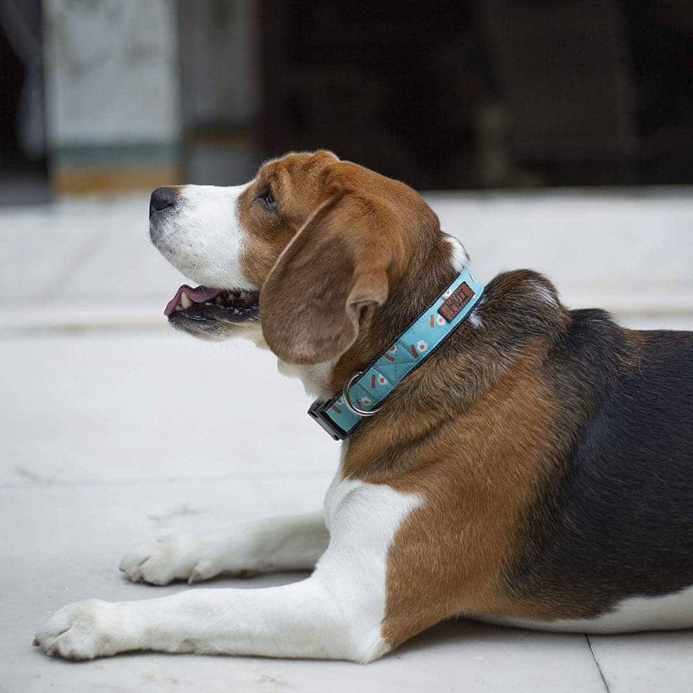 Mutt of Course Egg & Bacon Collar for Dogs