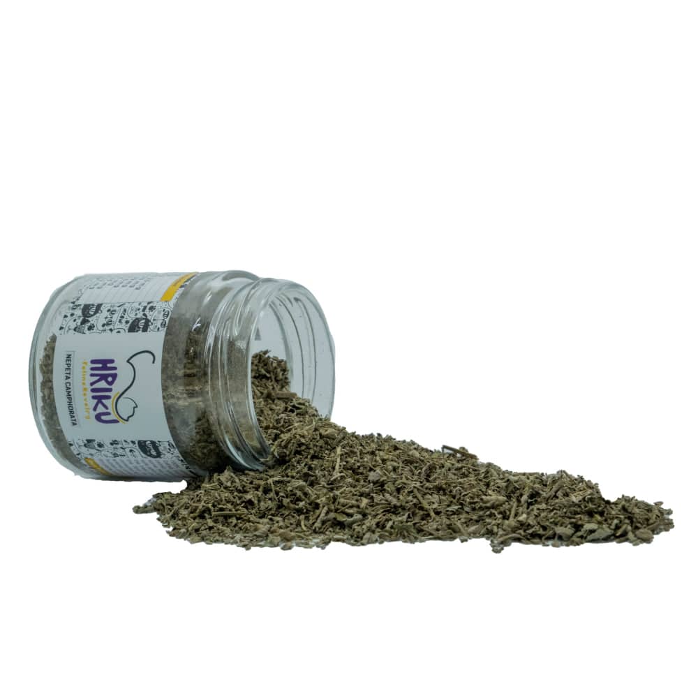 Hriku Catnip Nepeta Camphorata for Cats