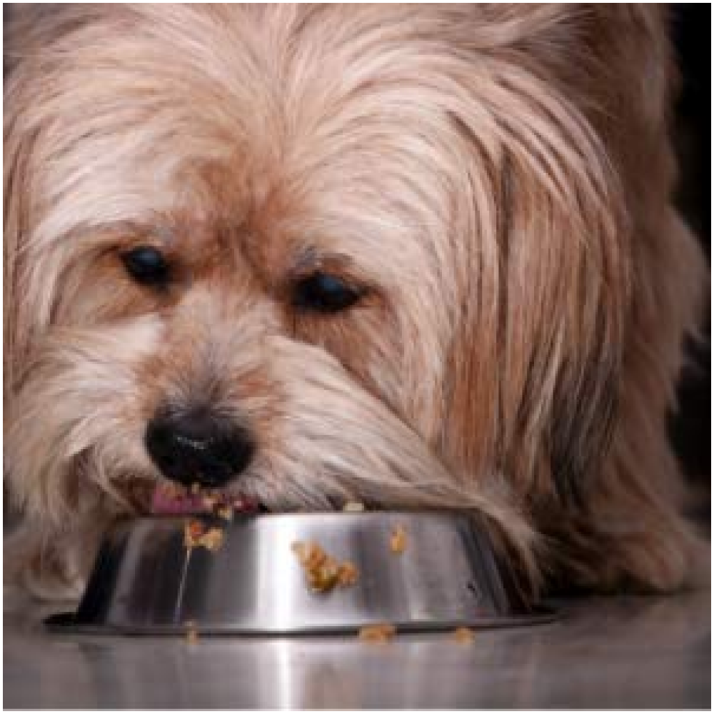 Fresh For Paws Chicken Liver Stew Dog Wet Food