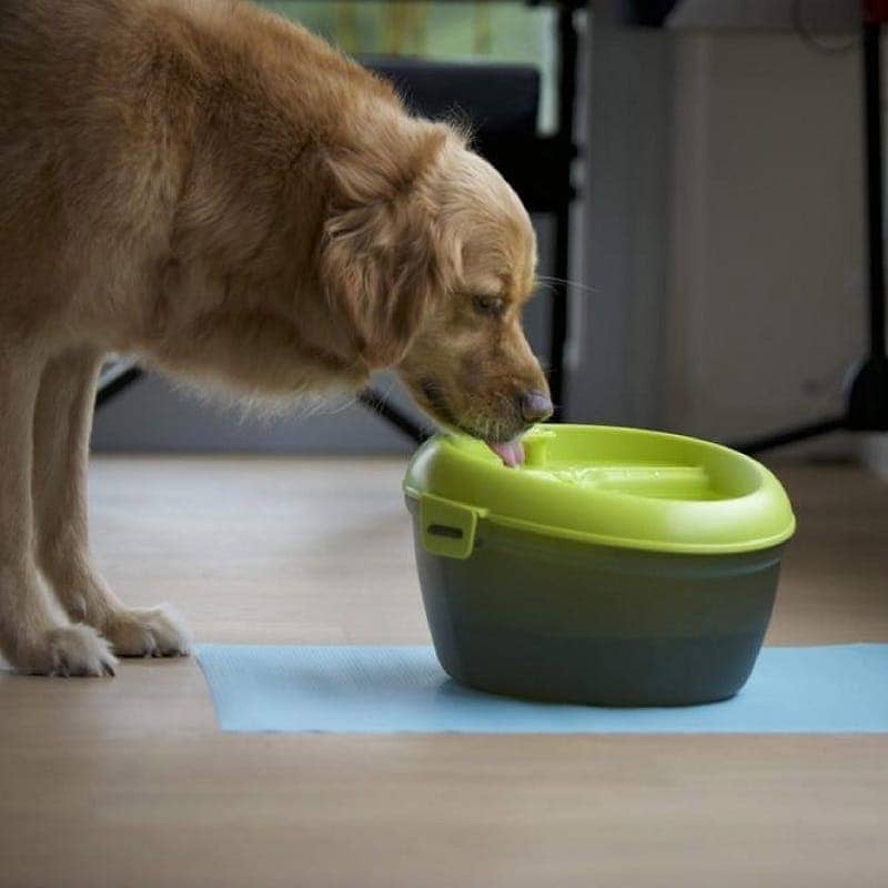 Goofy Tails Water Fountain Automatic Water Dispenser For Dogs (6L)