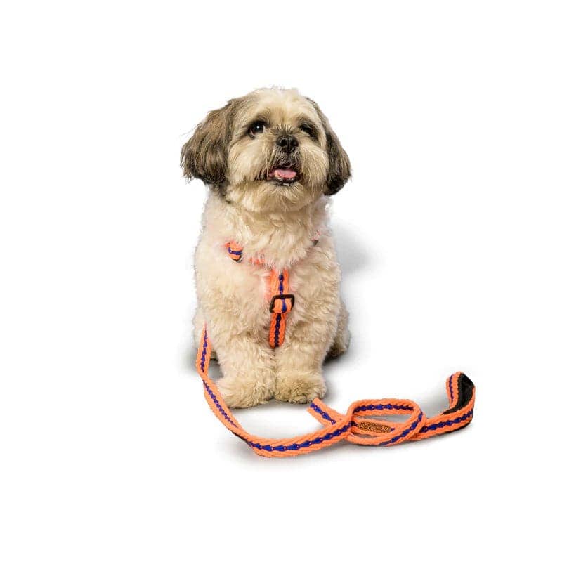 PetWale Cotton Leash for Dogs (Orange)