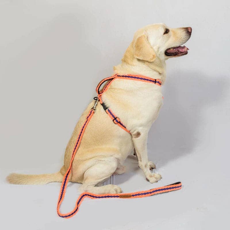 PetWale Cotton Leash for Dogs (Orange)