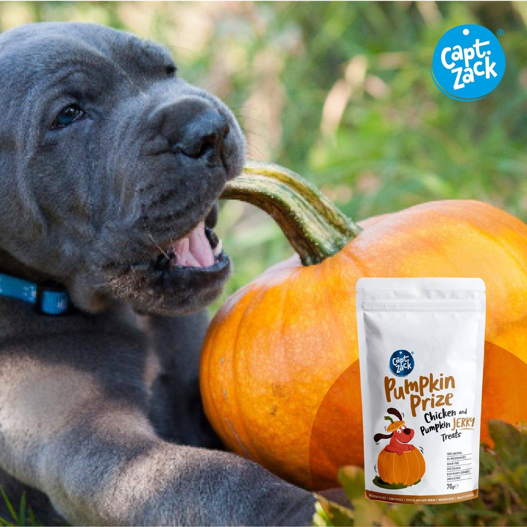 Captain Zack Pumpkin Prize Chicken & Pumpkin Jerky Treats