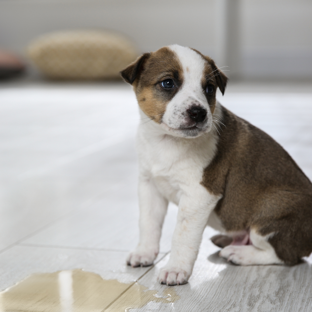 Puppy Potty Training Kit