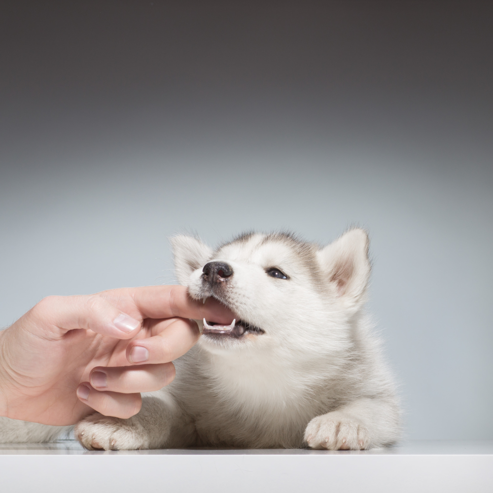 Puppy Biting Kit