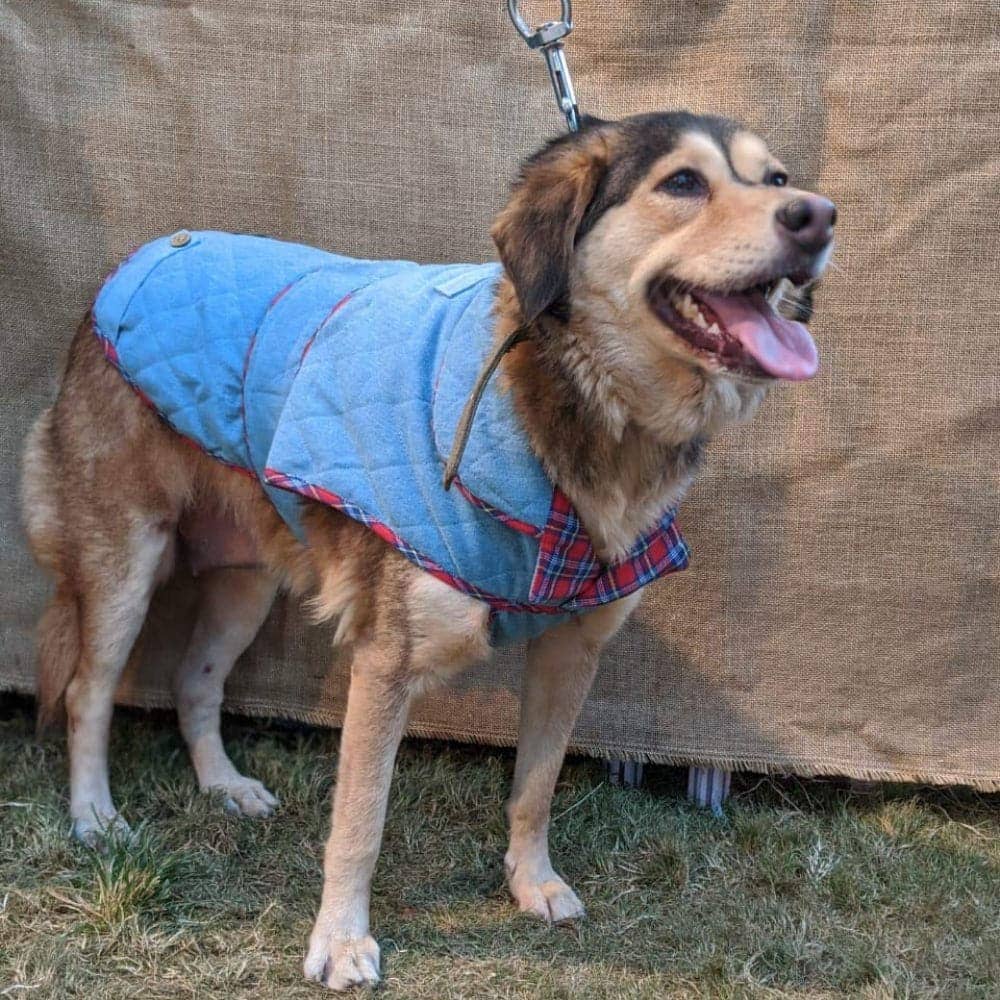 Mutt of Course Denim Jacket For Dogs(Light Blue)