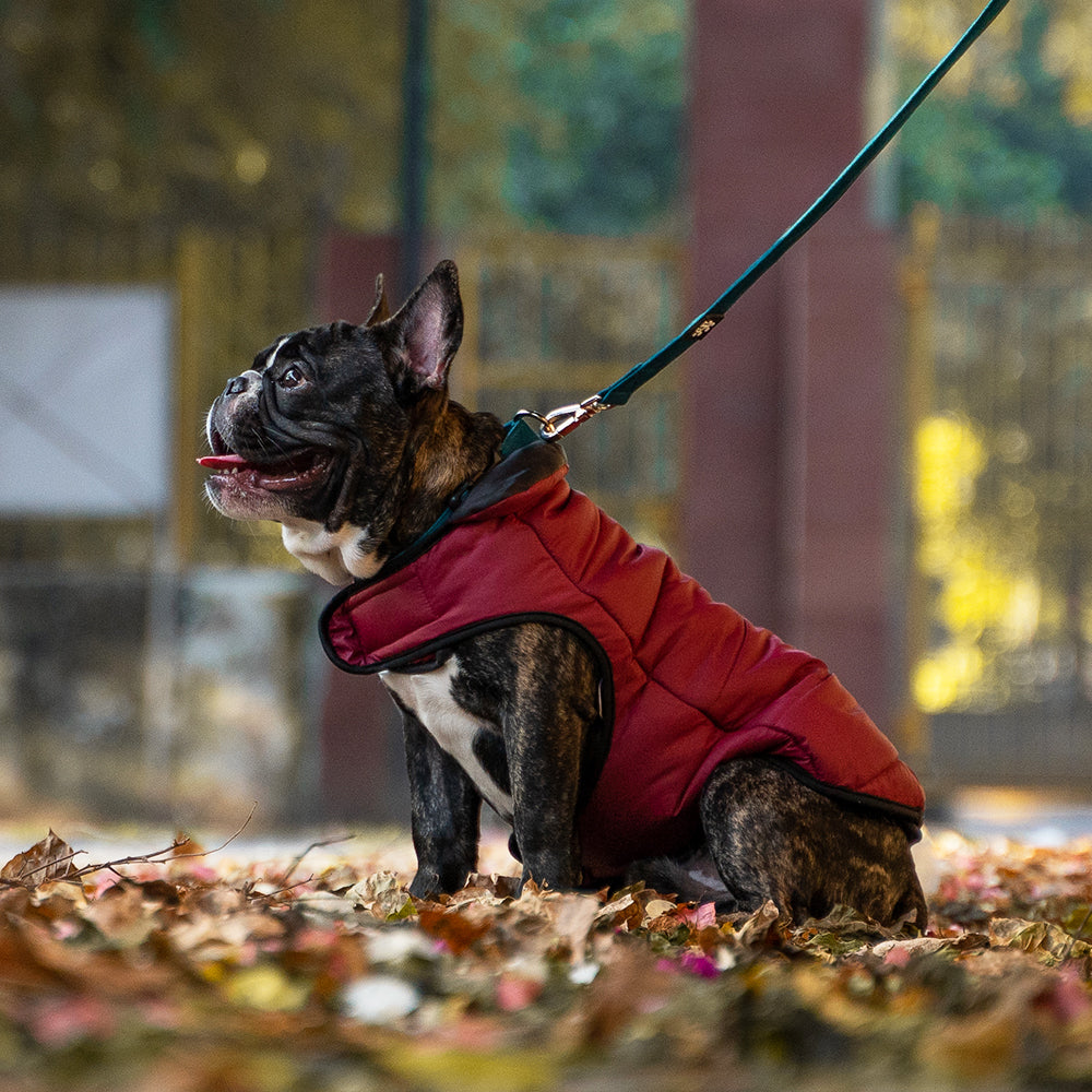 Dear Pet Quilted Jacket for Dogs (Maroon)