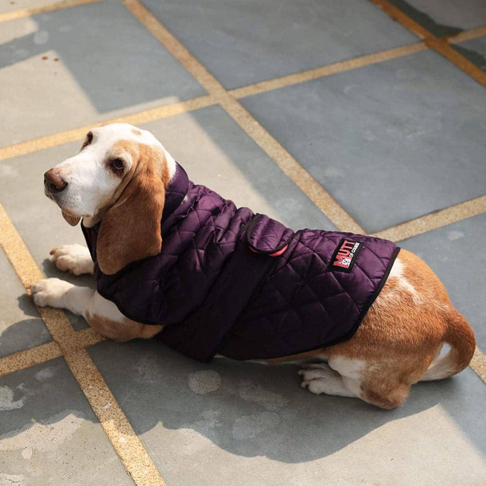 Mutt of Course Waterproof Bomber Jacket For Dogs (Purple)