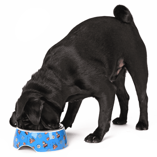 Harry Potter Welcome To Hogwarts Bowl for Pets