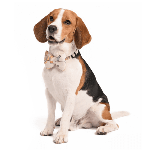Harry Potter Honey Dukes Bow Tie For Dogs