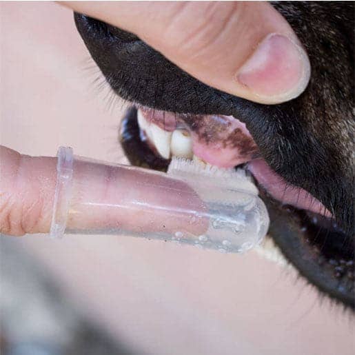 Pawsindia finger Toothbrush for Pets